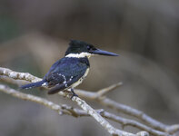 Green Kingfisher 2.jpg