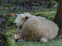 Date (YYYYMMDD)_-P1010122-dng-Bearbeitet.jpg
