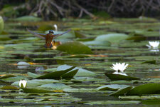 20240825-IMG_1096-31-80D-cr2.jpg