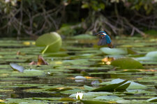 20240825-IMG_1099-32-80D-cr2.jpg