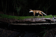 20240829_200449_camera_trap_2.jpg
