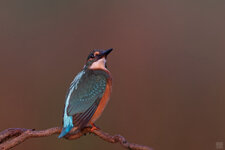 OSee24-09-Eisvogel-2-1800.jpg