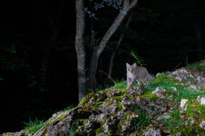 20240903_050220_camera_trap_Jura_3-2.jpg