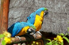 DSC07547 Papageien Vogelpark Marlow 2014 1920.jpg