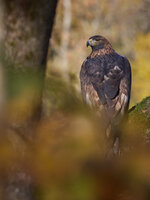 R5A_3910-dslr-forum.jpg