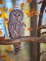 R5A_3992-dslr-forum.jpg