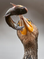 1DX_0894-dslr-forum.jpg