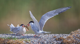 EOR07638-dslr-forum.jpg