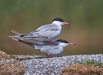 EOR07905-dslr-forum.jpg