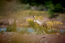 1DX_1229.jpg