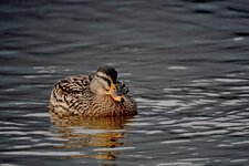 DSC01257_ji (2).jpg