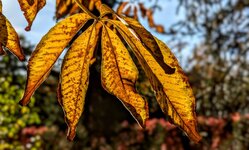 PXL_20241012 Blatt Gegenlicht Herbst Arboretum 2024.jpg