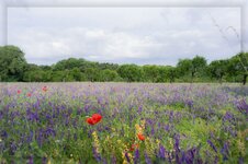 comp_heaven_is_here.jpg comp_heaven_is_here.jpg