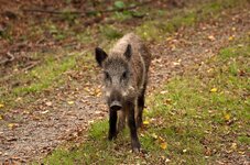 Wildschwein3.jpg