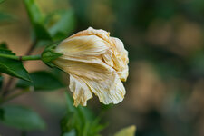 DSC03753.jpg