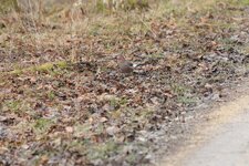 IMG_5543.jpg