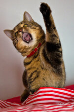 IMGP2094 - Kopie.jpg