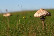 pilze2013-17.JPG