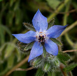 blüte 18.jpg