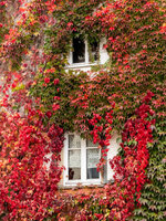 IMG_6286.jpeg
