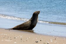 Seeloewe Walvis Bay-01.jpg