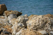 A7R02709_1350_on_1.jpg