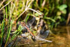 DSC04273-Verbessert-RR.jpg