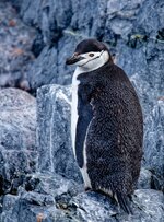 Zügelpinguin.jpg Zügelpinguin.jpg
