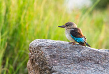 Brown-hooded kingfisher.jpg