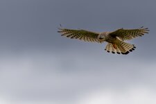 IMG_1245-Verbessert-RR.jpg