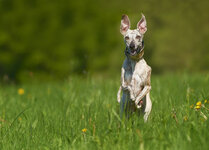 Whippet jumping and laughing Abode RGB high Res.jpg