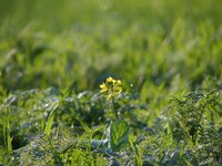 P1040757-conv.jpg