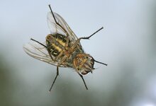 OA124027 Fliege Cr_k_n_hps_.jpg OA124027 Fliege Cr_k_n_hps_.jpg