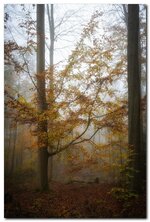 comp_DSC09594.jpg