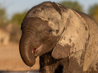 elefant-4.jpg