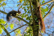 2024-04-06 18-16-01 Eichhörnchen.jpg