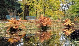 PXL_20241031 Herbst Bänke Teich Arboretum 2024 1920.jpg