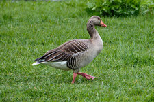 2024-04-24 16-27-13 Gans.jpg