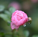 OOC_f1.8_Crop100.jpg