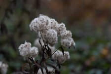 DSC04459-2.jpg