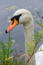 Schwan-Portrait.jpg
