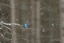 DSC_2518.jpg