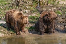 comp_Braunbär-3109.jpg