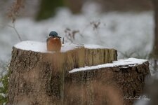 DSC_2554.jpg