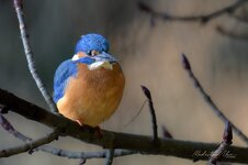 DSC_2924.jpg