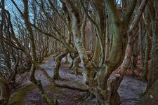 R5B_3435 cold forest.jpg