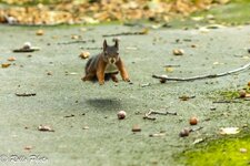 3P9A7478 R7 mit EF 200 F2.8 plus Kenko 1.5.jpg