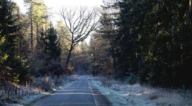 waldstraße.jpg