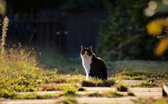 IMG_0467a.jpg