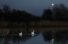 DSC09317 Schwäne im Ryck night Vollmond FB maps.jpg